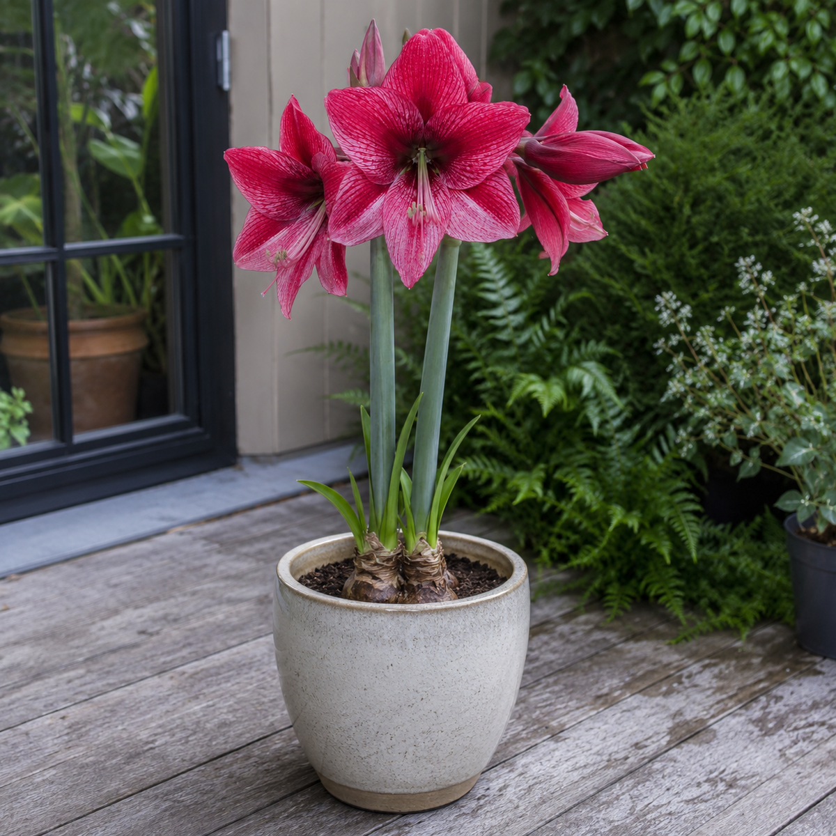 Amaryllis Reveleation