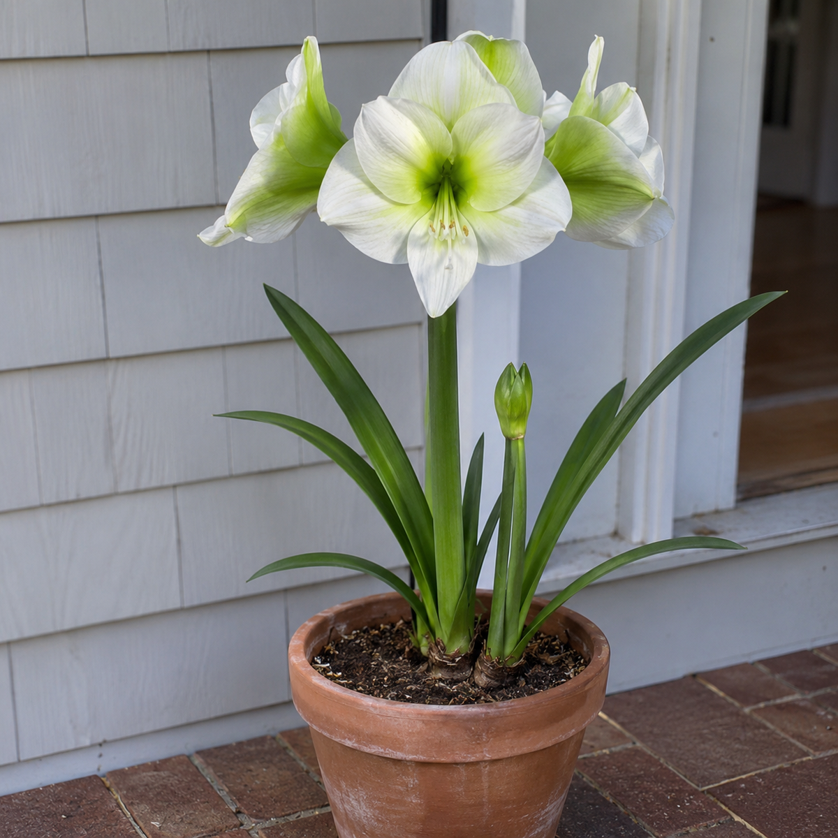 Amaryllis Siberia