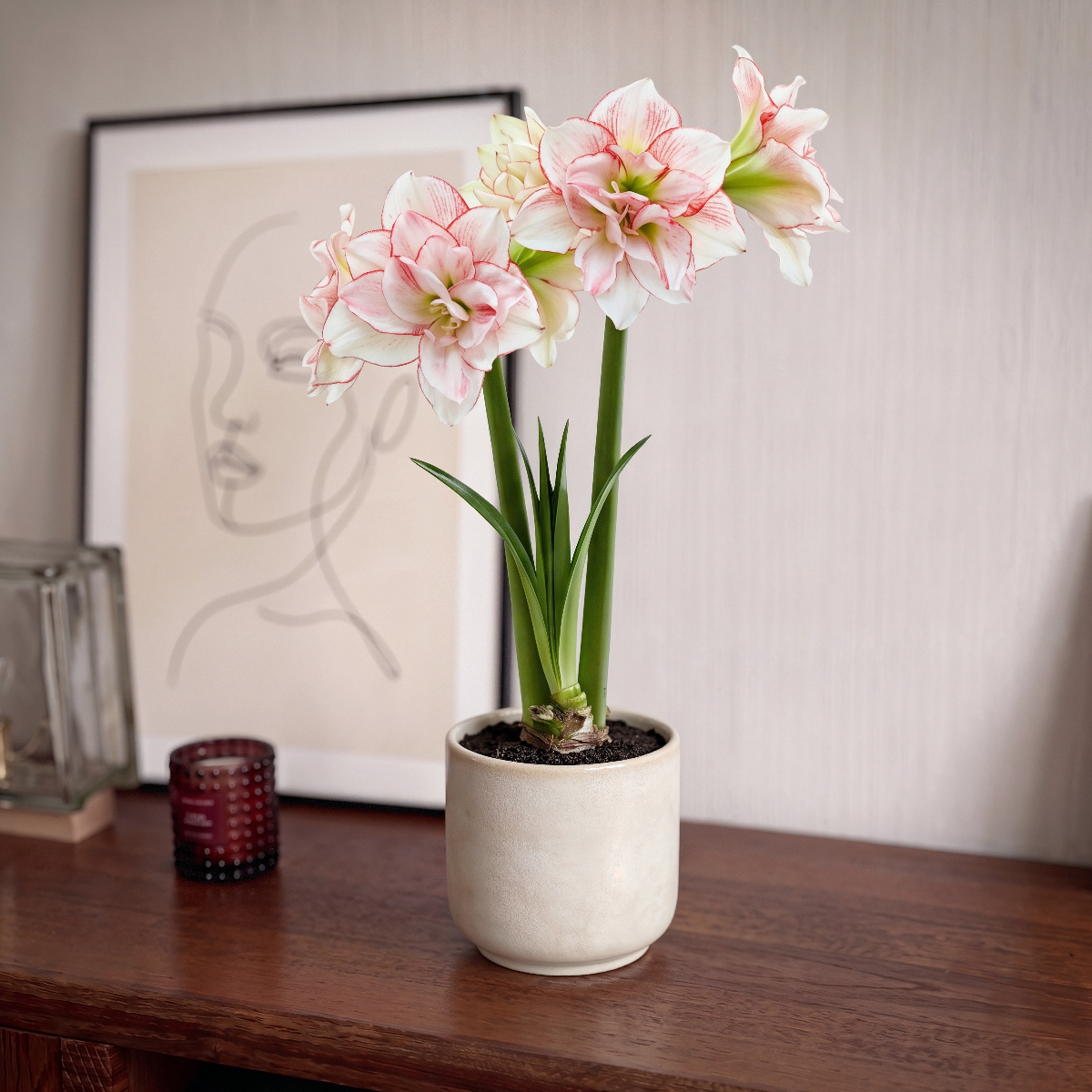 Amaryllis Striped Amadeus
