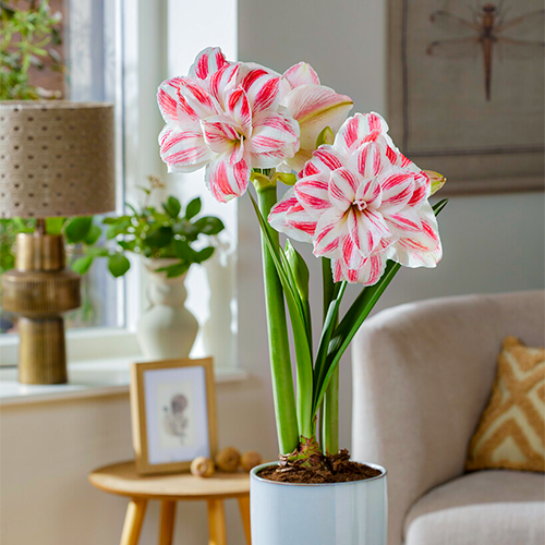 Amazing Belle amaryllis (Hippeastrum) with double bicolour flowers