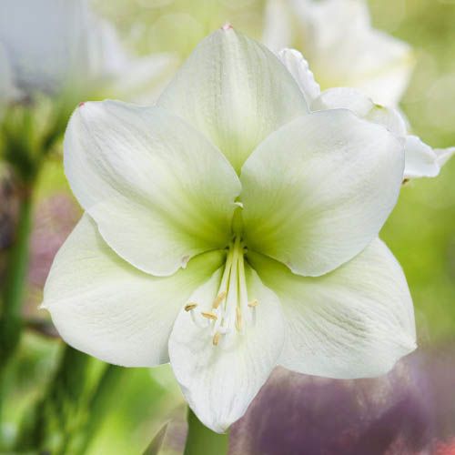 Challenger amaryllis (Hippeastrum) with single white flowers