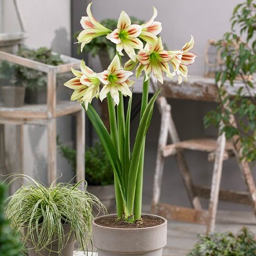 Cleopatra amaryllis (Hippeastrum) with single multicolour flowers
