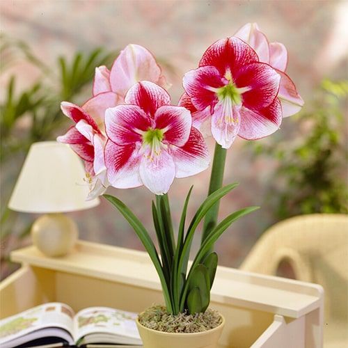 Exception amaryllis (Hippeastrum) with single pink flowers