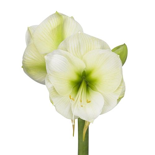 Himalaya amaryllis (Hippeastrum) with single white flowers