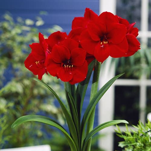 Liberty amaryllis (Hippeastrum) with single red flowers