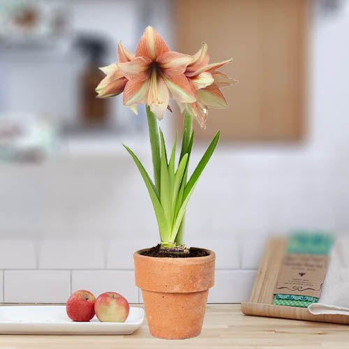 Mocca amaryllis (Hippeastrum) with single pink flowers