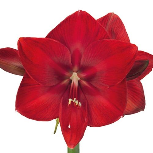 Moulin Rouge amaryllis (Hippeastrum) with large single red flowers