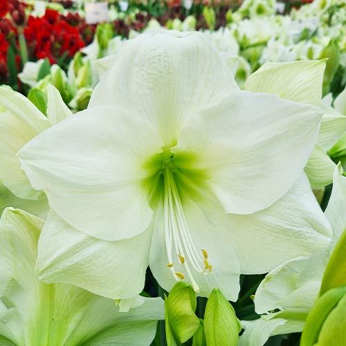 North Pole amaryllis (Hippeastrum) with single white flowers