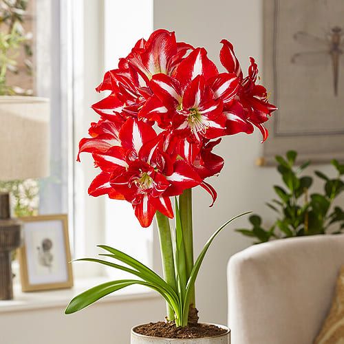 Party Nymph amaryllis (Hippeastrum) with double bicolour flowers
