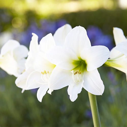 Smallflowering White amaryllis (Hippeastrum) with single white flowers