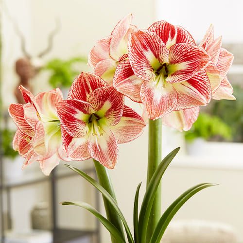 Spotted Cream amaryllis (Hippeastrum) with single bicolour flowers