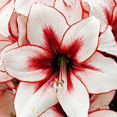 Amaryllis (Hippeastrum) Temptation