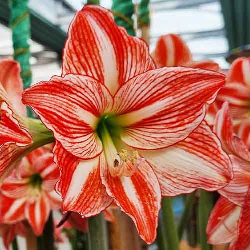Vondel Park amaryllis (Hippeastrum) with single bicolour flowers