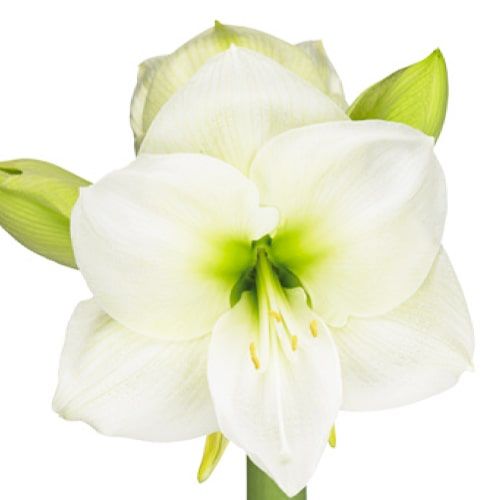 White Sensation amaryllis (Hippeastrum) with single white flowers