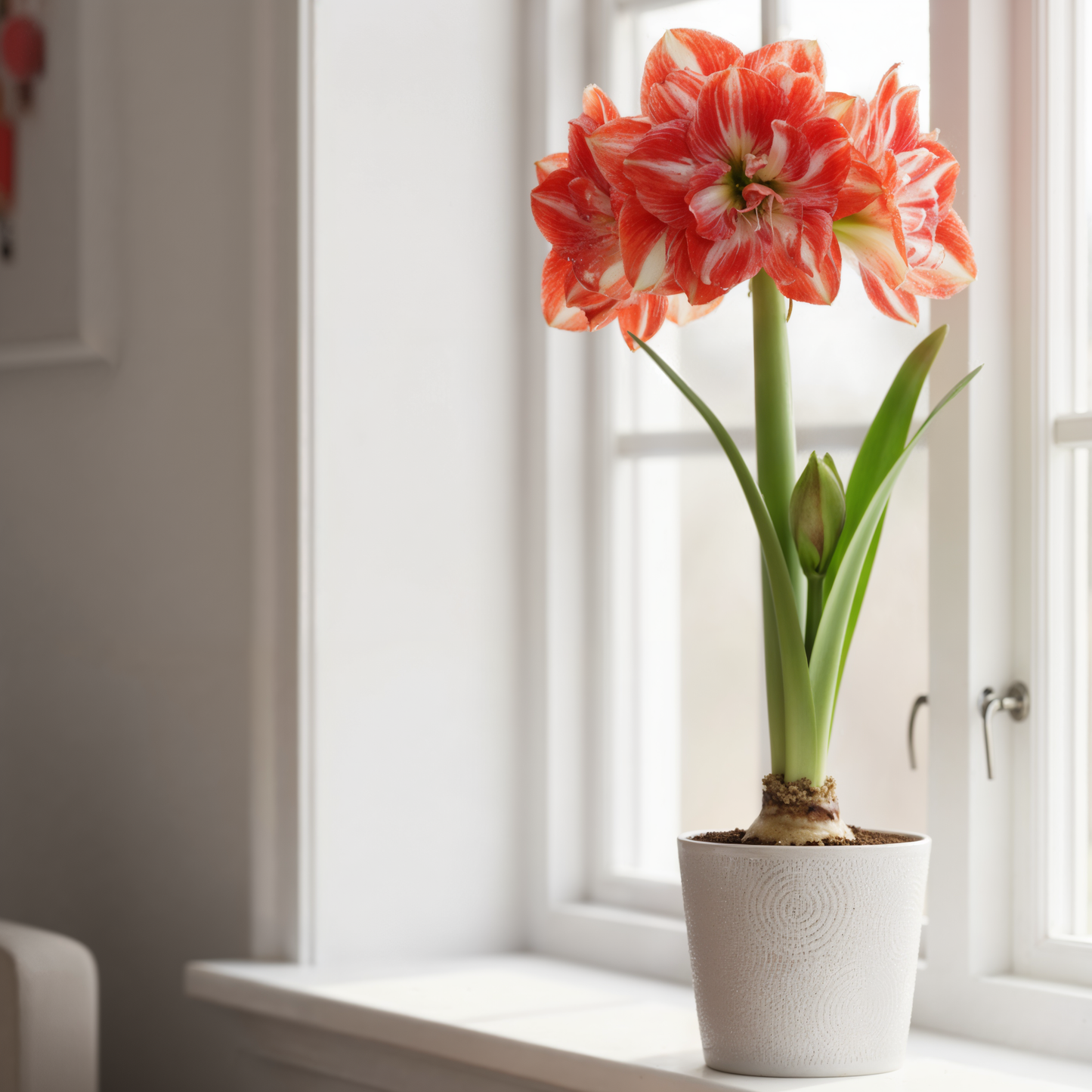 Amaryllis (hippeastrum) zonneschijn nimf