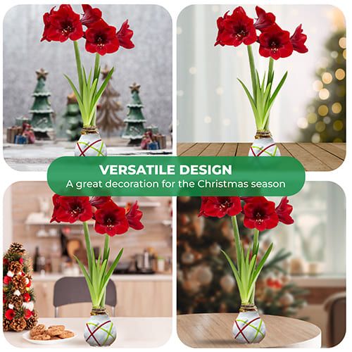 Striped White wax amaryllis bulb