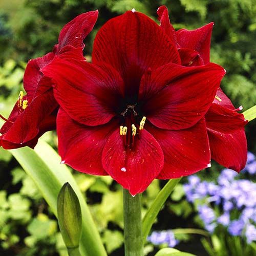 Arabian Night amaryllis (Hippeastrum) with single red flowers