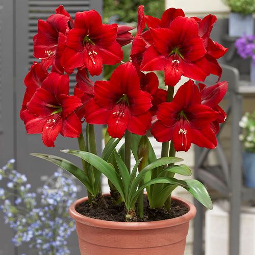 Red Tiger amaryllis (Hippeastrum) with single red flowers