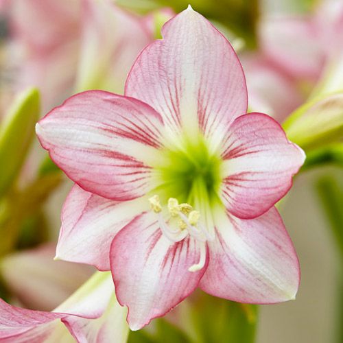Pink Rascal Sonatini amaryllis with many small pink flowers