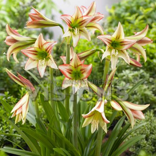 Viridi Rascal Sonatini amaryllis with many small bicolour flowers