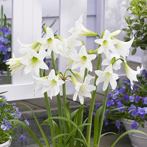 White Rascal Sonatini amaryllis with many small white flowers