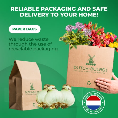 Amaryllis (Hippeastrum) Surprise Collection (10 Bulbs) - Amarylia