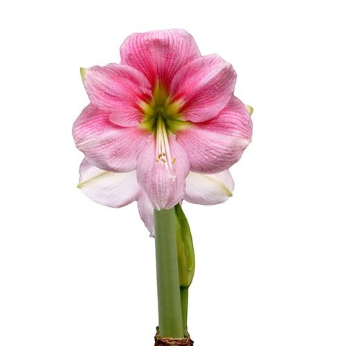Blushing Bride amaryllis (Hippeastrum) with single pink flowers