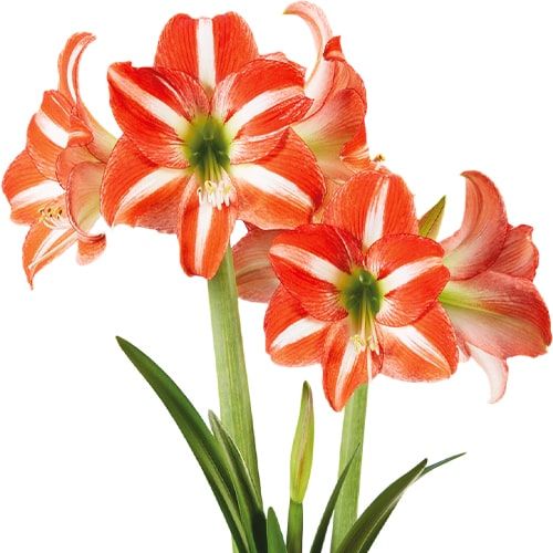 Hyde Park amaryllis (Hippeastrum) with single bicolour flowers