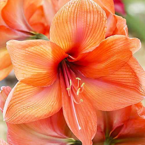 Orange Queen amaryllis (Hippeastrum) with single orange flowers