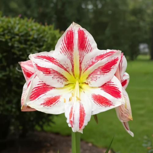 Amaryllis (Hippeastrum) Sydney - Amarylia