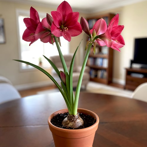 Amaryllis (Hippeastrum) Verdi