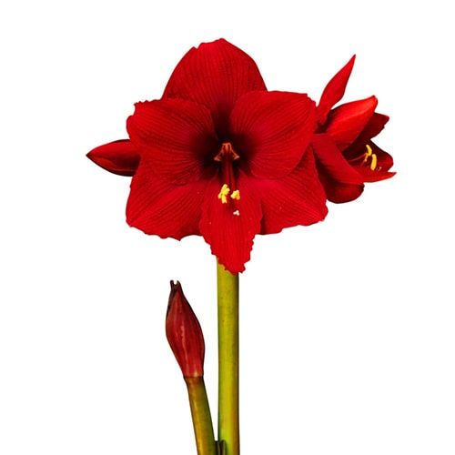 Karoo amaryllis (Hippeastrum) with single red flowers