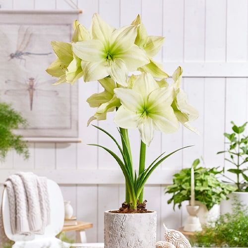 Lemon Grandise amaryllis (Hippeastrum) with single cream flowers