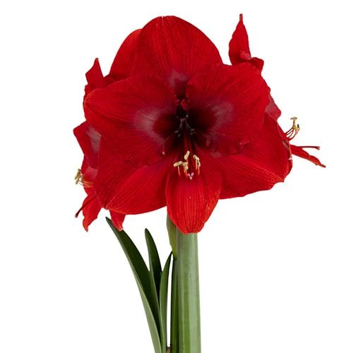 Miracle amaryllis (Hippeastrum) with single red flowers