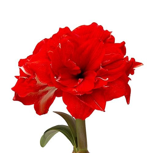 Ragtime amaryllis (Hippeastrum) with double red flowers