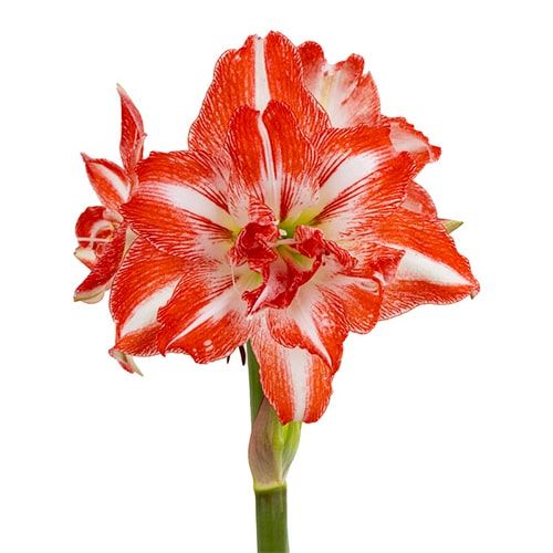 Razzmatazz amaryllis (Hippeastrum) with double bicolour flowers