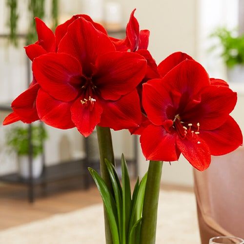 Red Cream amaryllis (Hippeastrum) with single red flowers