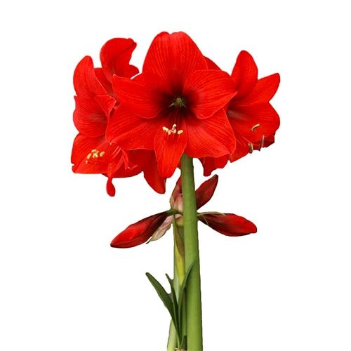 Top Choice amaryllis (Hippeastrum) with single red flowers