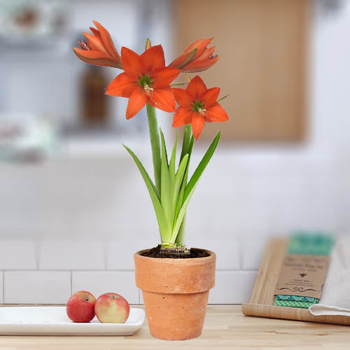 Amarilis (Hippeastrum) Traviata