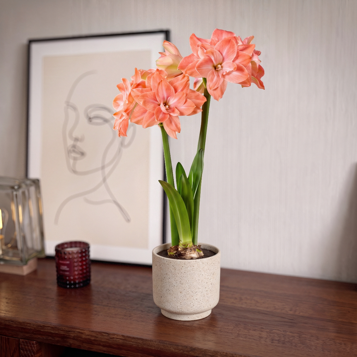 Amaryllis Flamingo Amadeus