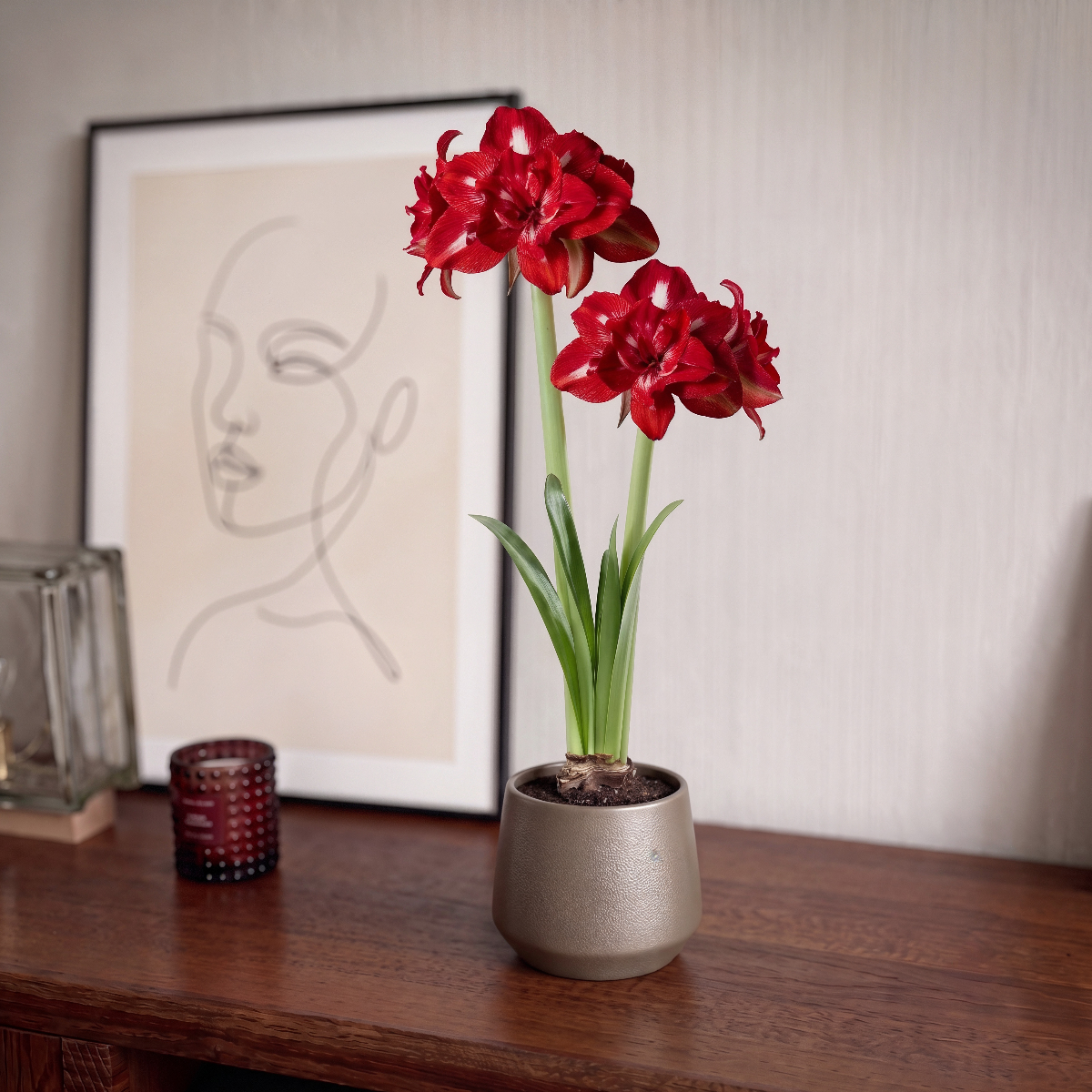 Amaryllis Rock-n-Roll