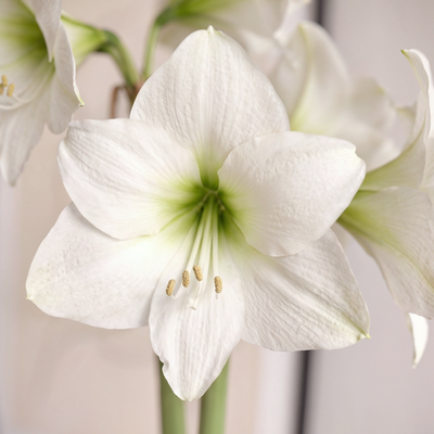 Amaryllis (Hippeastrum) Costa Blanca