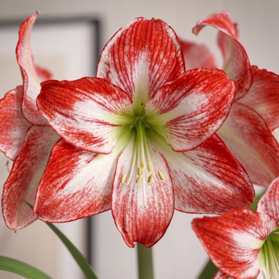 Amaryllis (Hippeastrum) Spotlight