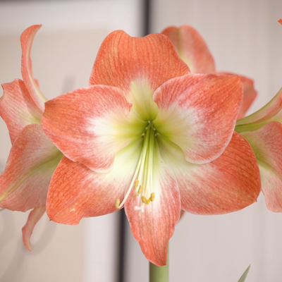 Amaryllis (Hippeastrum) King Star (Serenity)