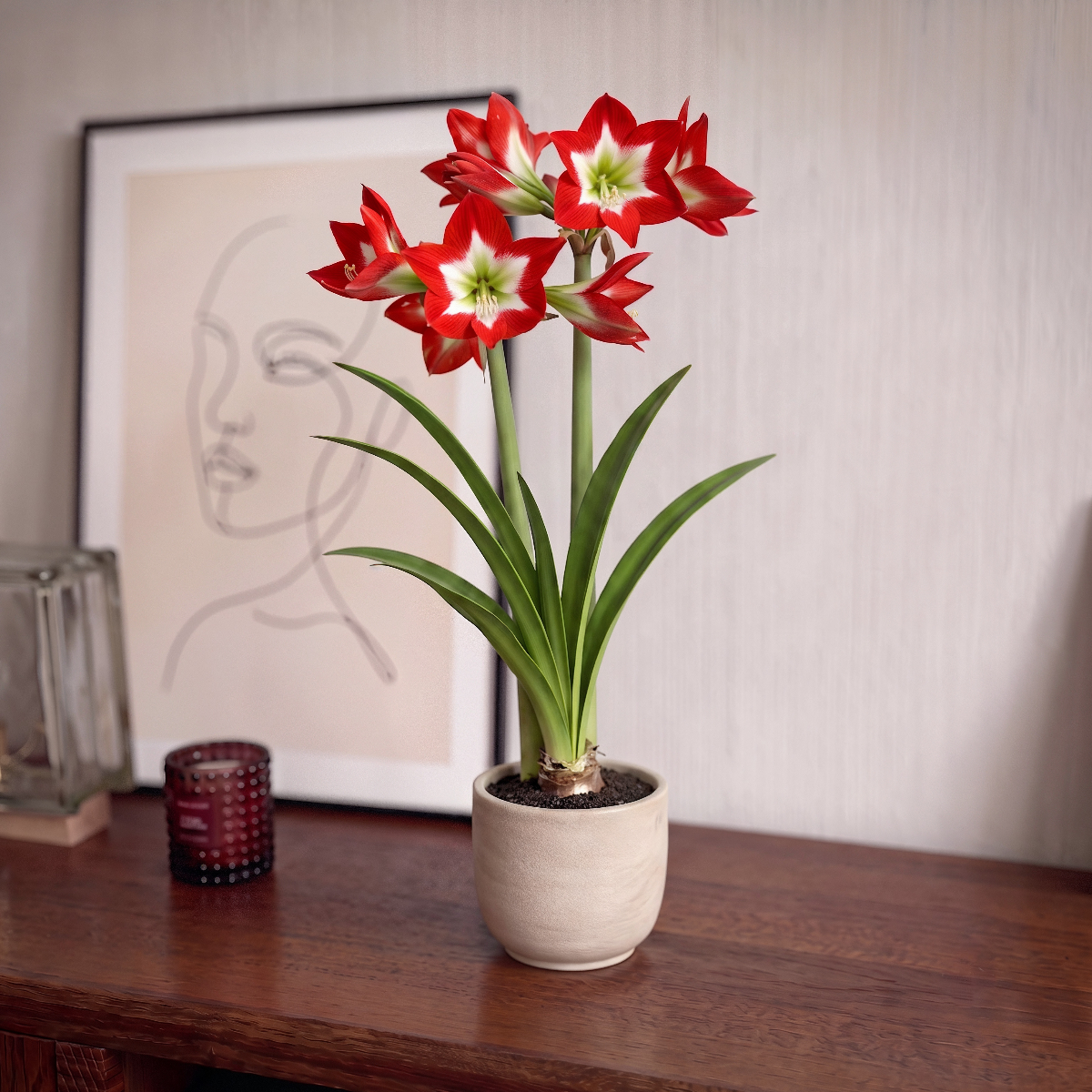 Amaryllis Tres Chic