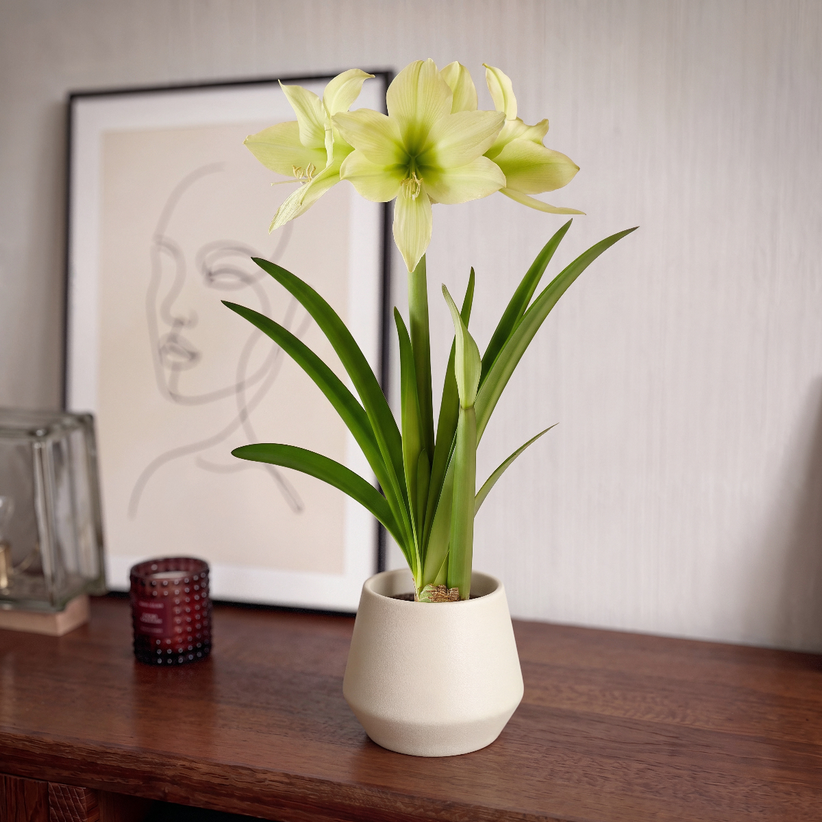 Amaryllis (Hippeastrum) Yellow Star