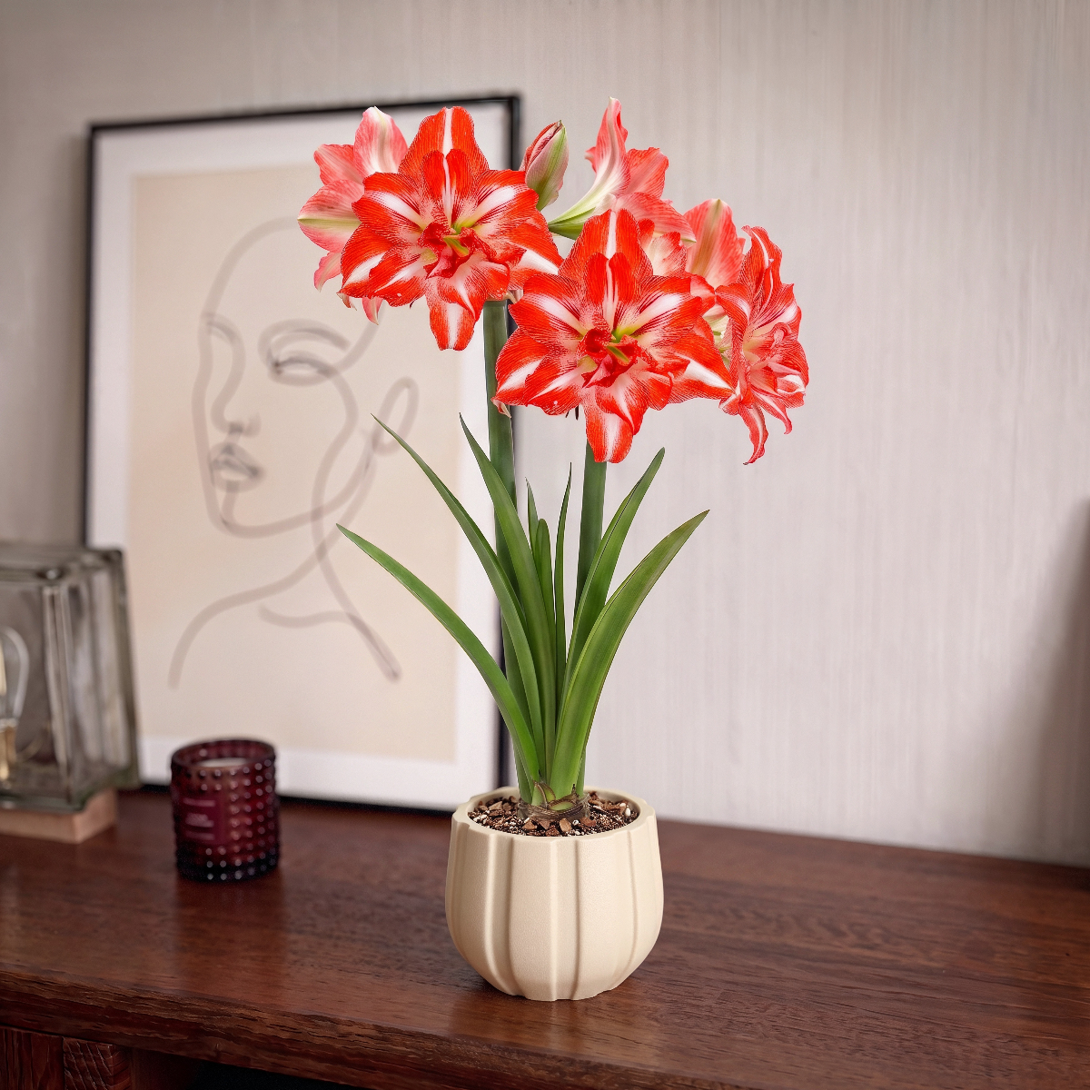 Amaryllis Razzmatazz