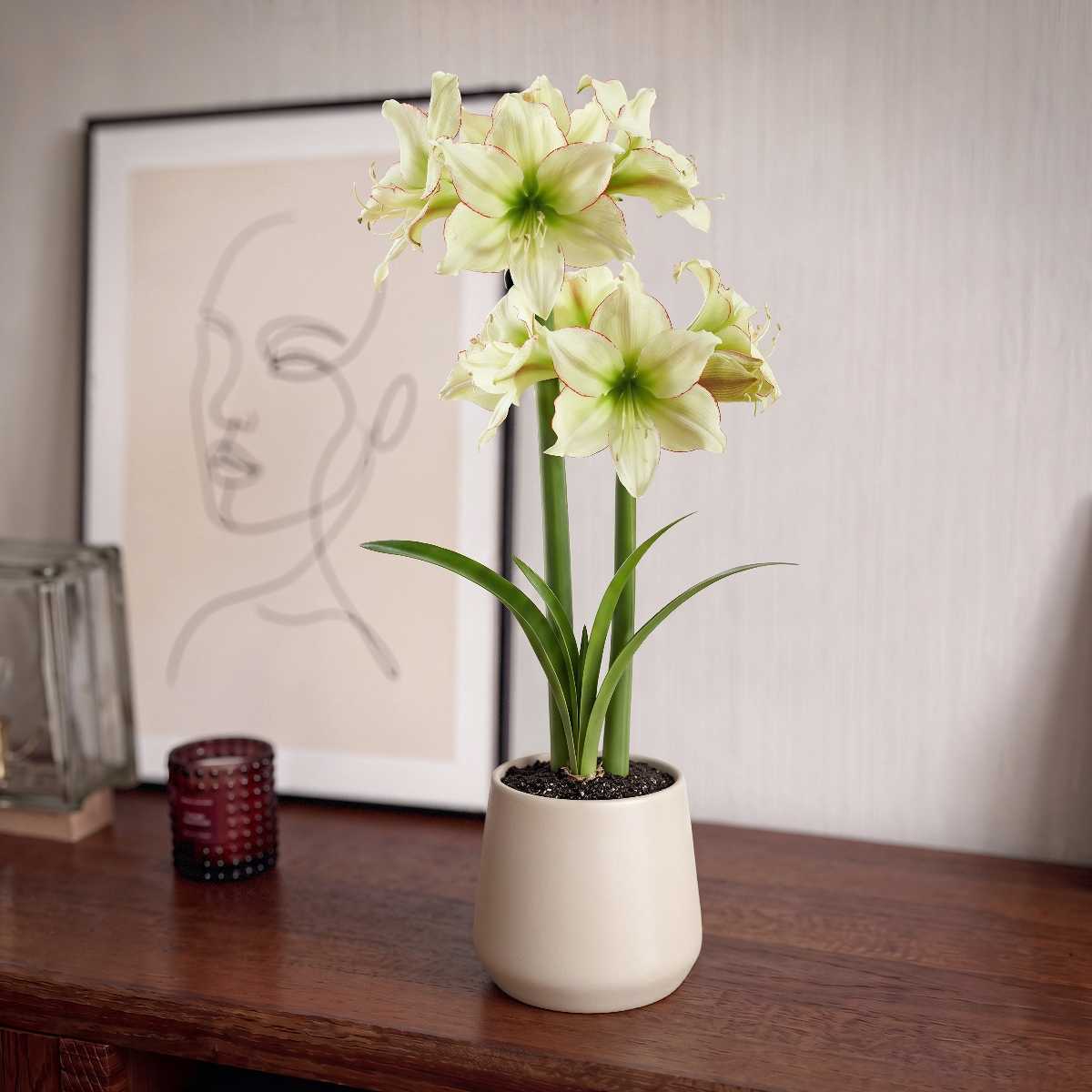 Amaryllis Lemon Cream