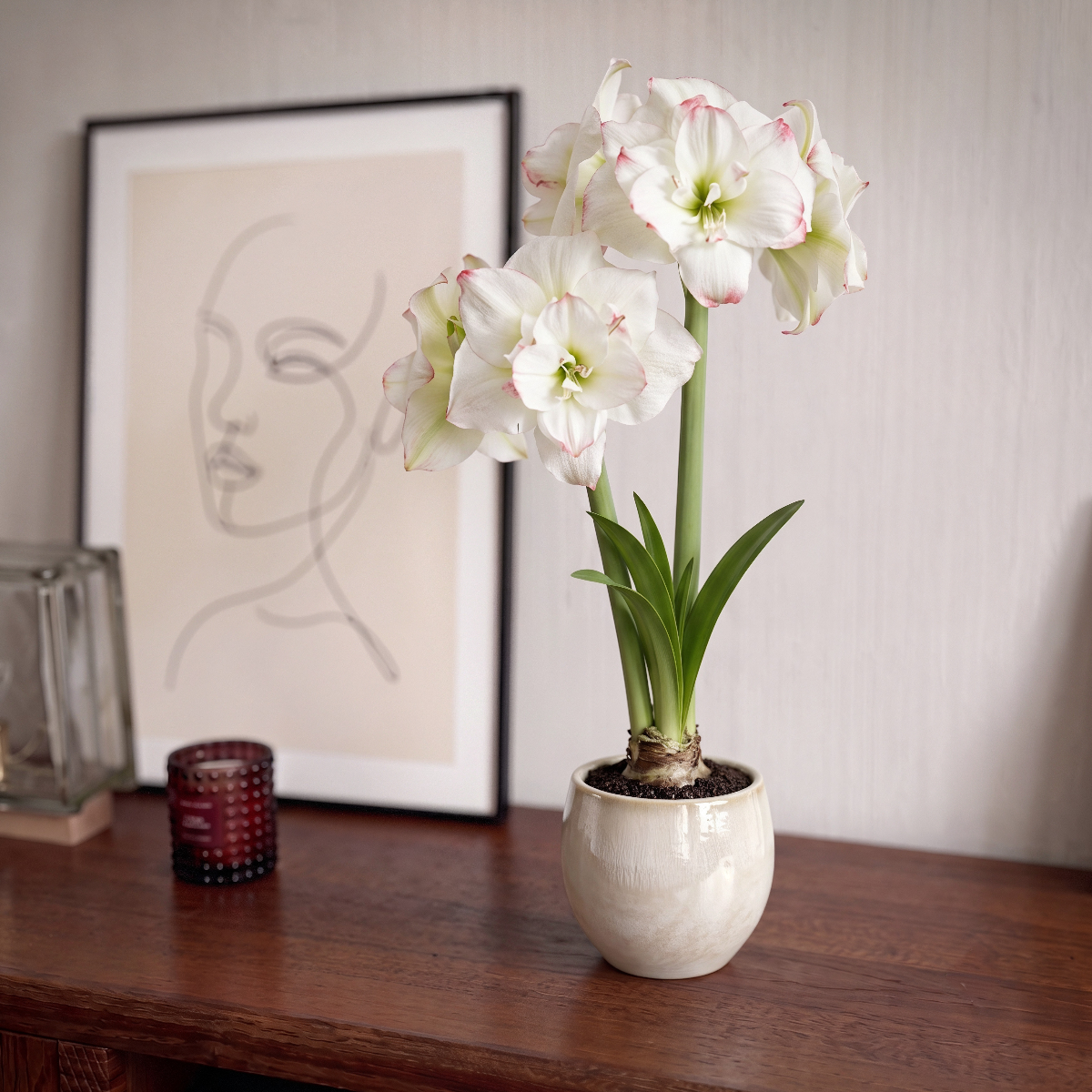Amaryllis Amadeus Candy