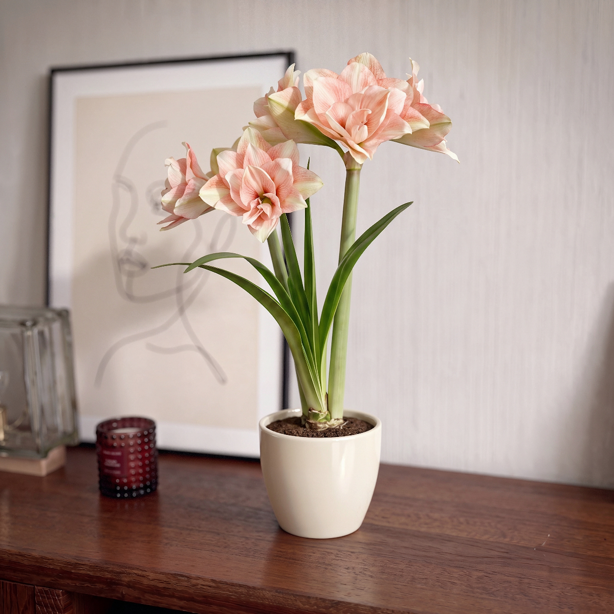Amaryllis Pink Glory